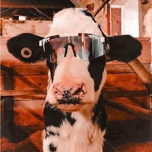 Meet your Posher, Lila